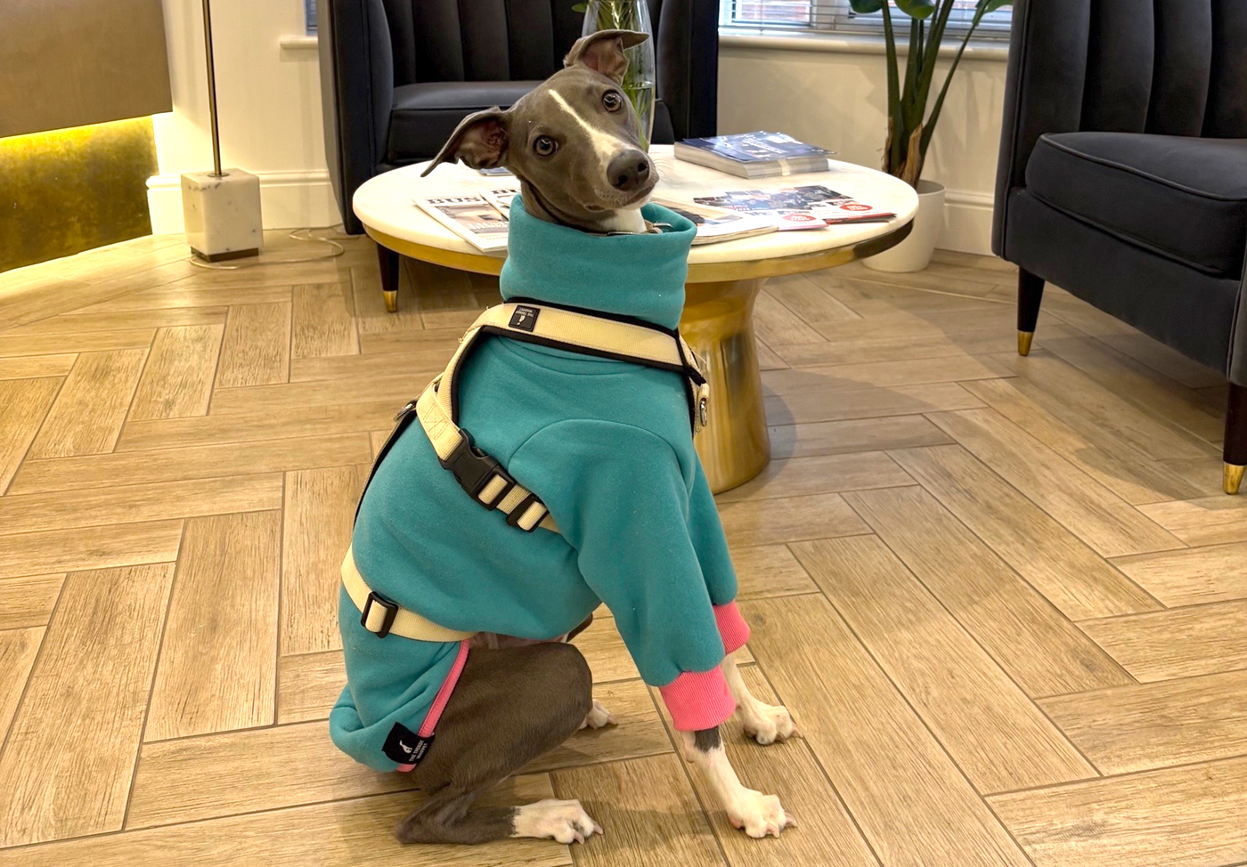 Dog  Friendly Offices